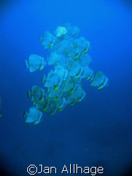 batfish 20050330 about about 3 oklock make safty stop and... by Jan Allhage 